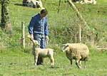 Jean-Marc nourrit un agneau